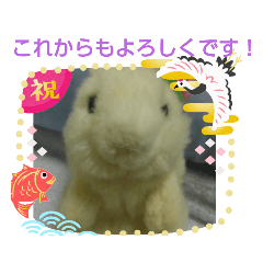 Ringo_20191118220233