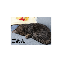 sanae_20191124202022