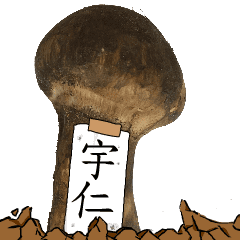 松茸研究家宇仁さんのマツタケ