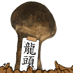 松茸研究家龍頭さんのマツタケ