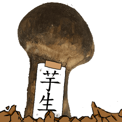 松茸研究家芋生さんのマツタケ