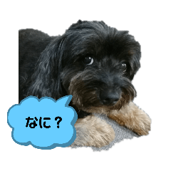 chiro_20191125000115