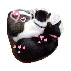 パグあんどねこず