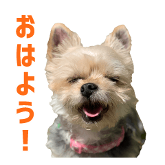 Cute Animal Communication Sticker 3