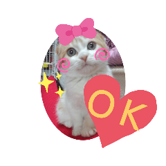 cherry_20191125175419