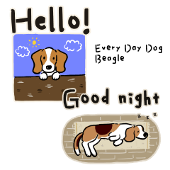 Every Day Dog Beagle2