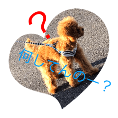 maron_20191125192004