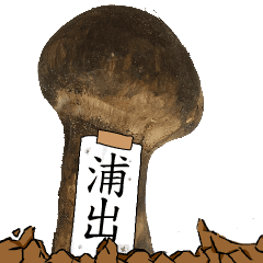 松茸研究家浦出さんのマツタケ
