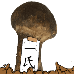 松茸研究家一氏さんのマツタケ