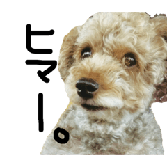chia_20191125223322