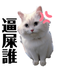 我家後宮