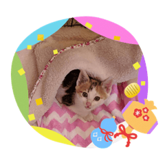 akiko_20191126000421