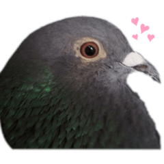 Mochi_20191126010100