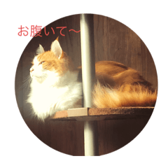 jack_20191126083610