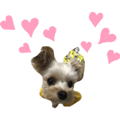 hana_20191126133944