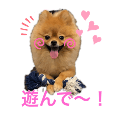 maron_20191126144752
