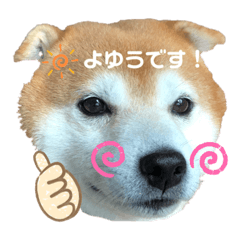 shiba inu DAIKICHI