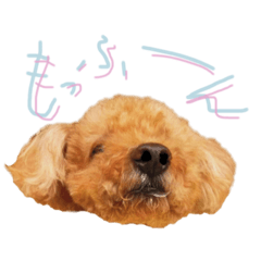 Toy poodle_cocoa