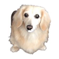 maron_20191126170818