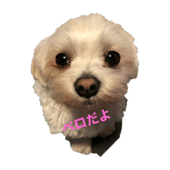 perro_20191126194200