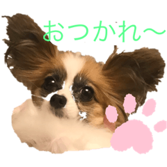 dog_20191126065303