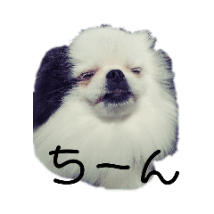 pomeranian and japanesechin mixdog