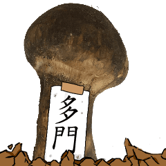 松茸研究家多門さんのマツタケ