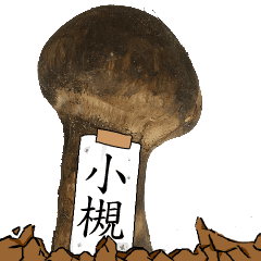 松茸研究家小槻さんのマツタケ