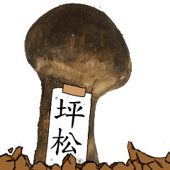 松茸研究家坪松さんのマツタケ