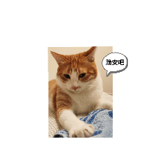 A Fatty cat