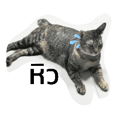 Jejee cat