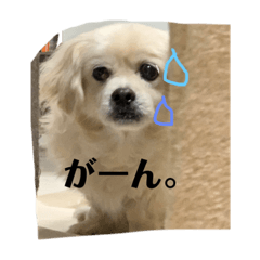 hiyori_20191127164616