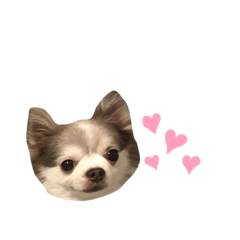 sumire_20191127165251