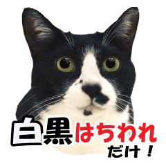 Real and cute cat stickers (2)