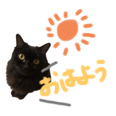 Myblackcutecat