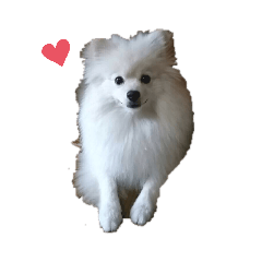 himawari pome