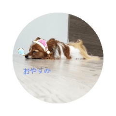 dog_20191127174536