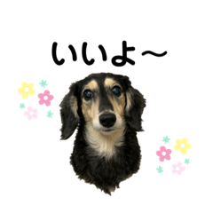 犬と動物達です