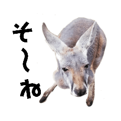 Ran_20191127180101