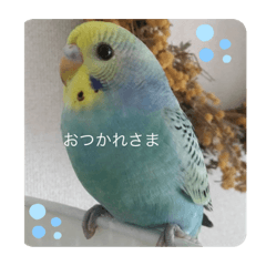 癒しのインコ達