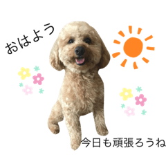 my dog is Toto