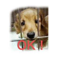 sakai_20191127232332