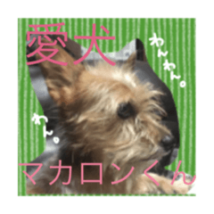 macaron_20191127235712