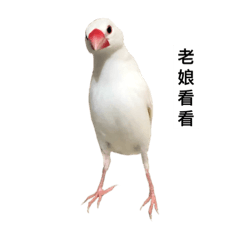 Bird-Joy-Snowball