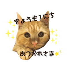 Dairy life of a cat