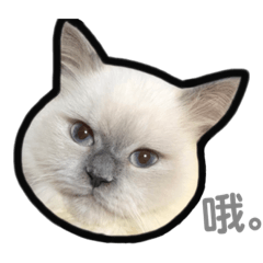 Eden daily 07.11 2.0