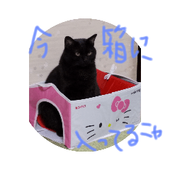 クロちゃんスタンプ～我が家の可愛い黒猫～