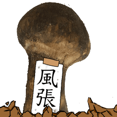 松茸研究家風張さんのマツタケ