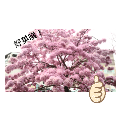 美美的花