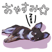 10386232